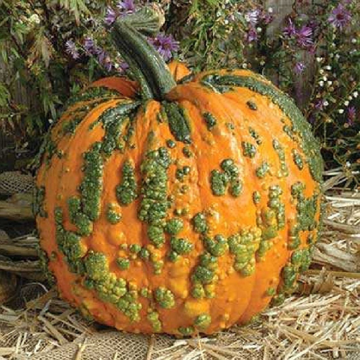 Декоративные тыквы в огороде