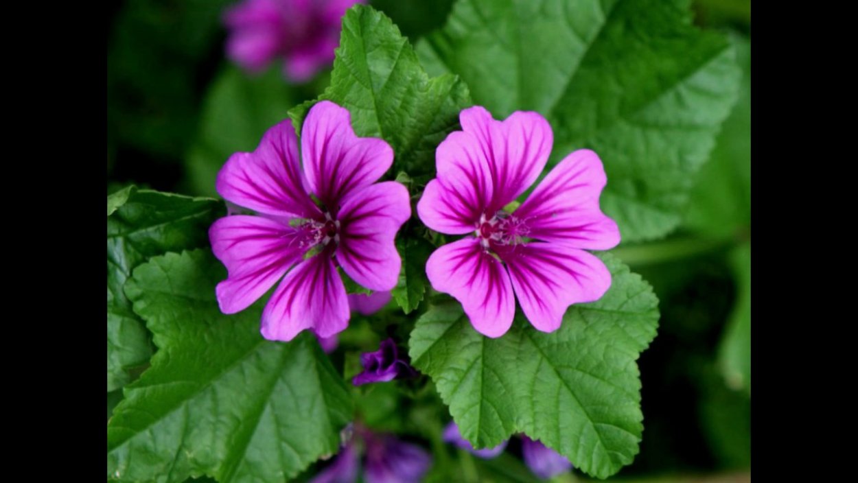 Просвирник Лесной - Malva Sylvestris