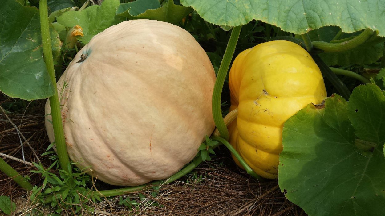 Тыква Виндзор