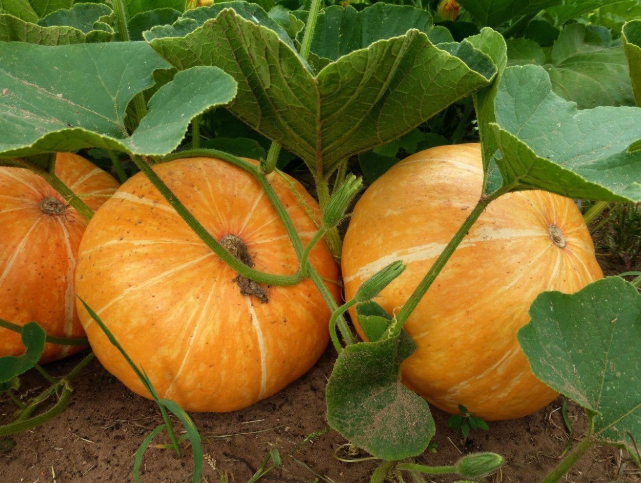 Красивая тыква на городе