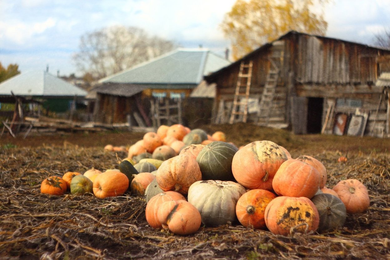Урожай тыквы