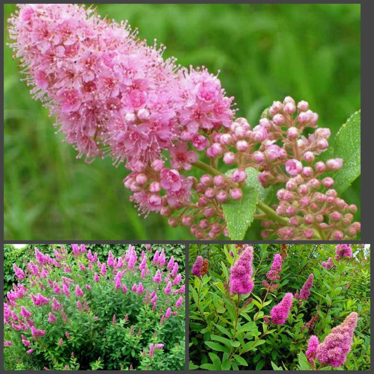 Таволга трехлистная