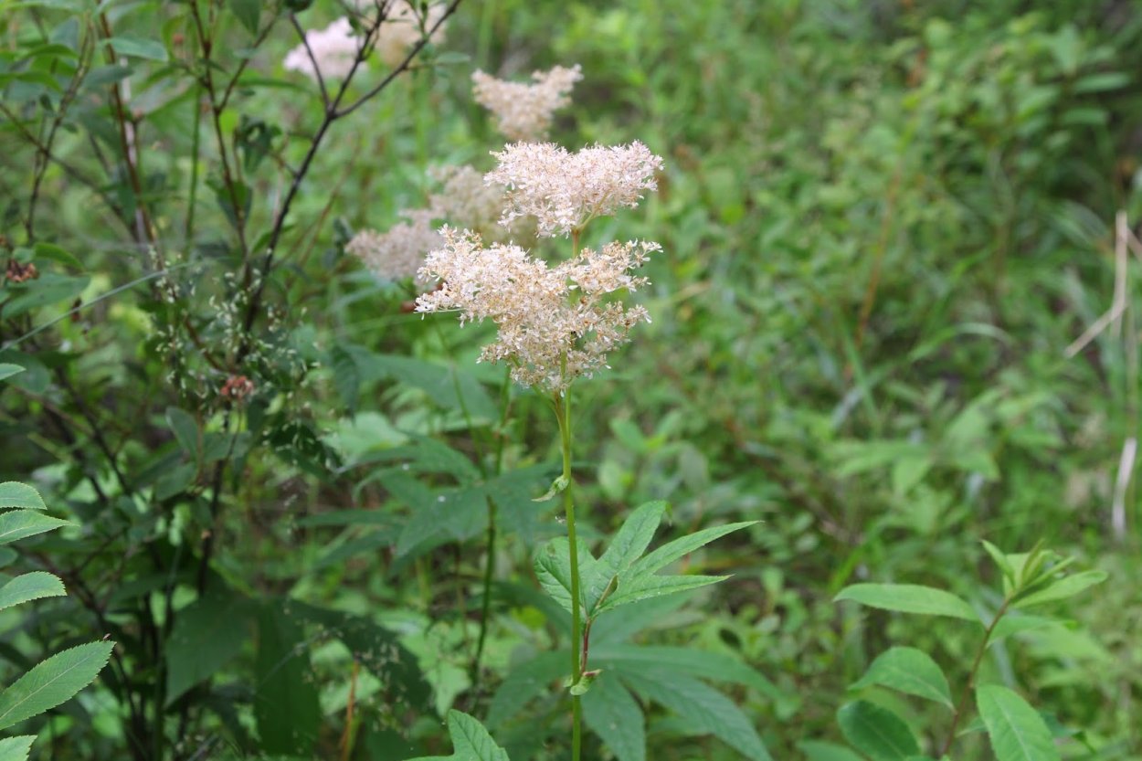Лабазник шерстистый