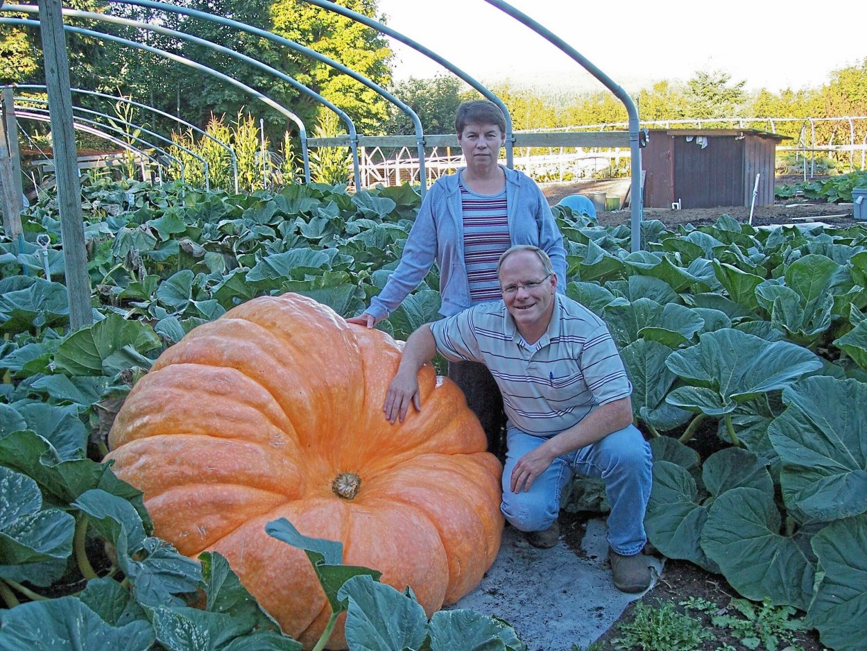 Тыква в огороде