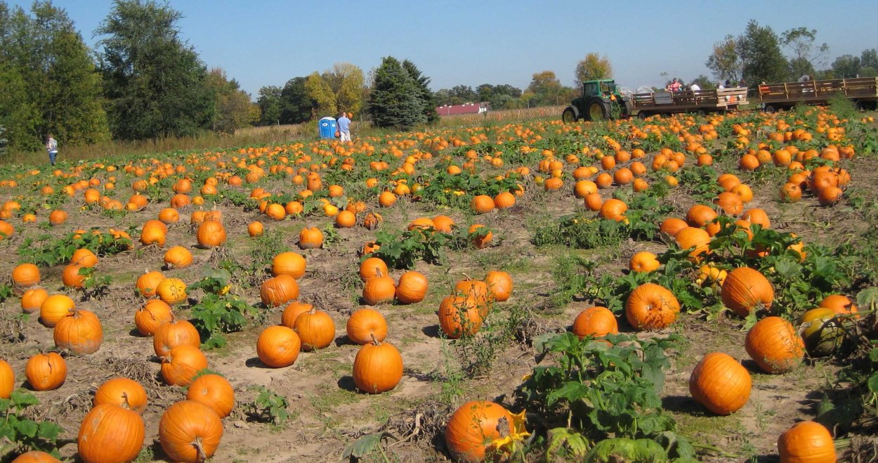 Тыквенная грядка