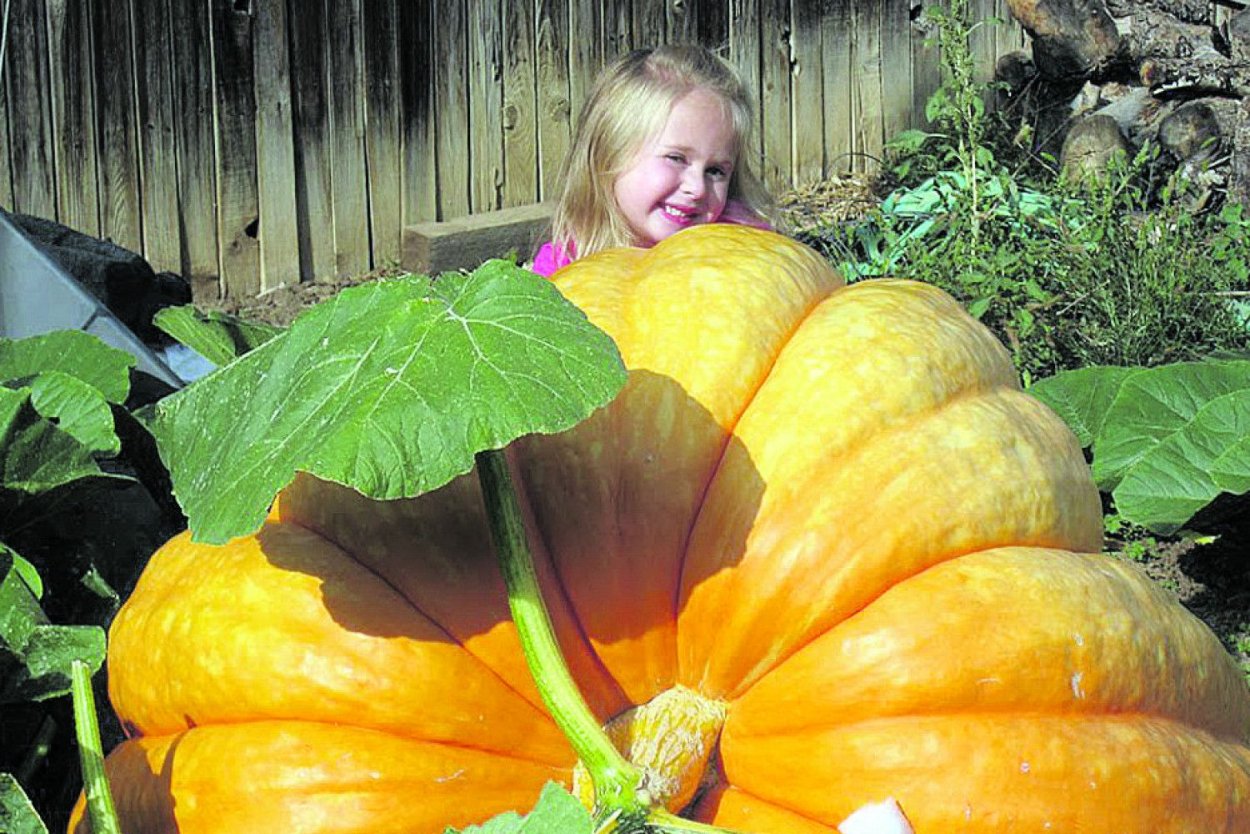 Тыква Атлантический гигант семена