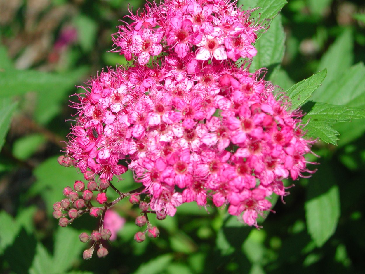 Таволожка кустарник