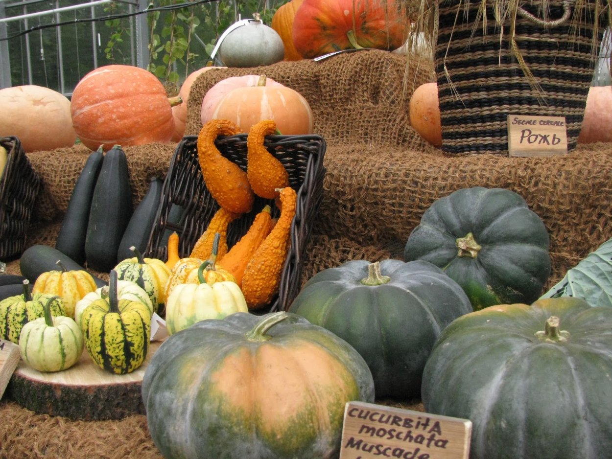 Сорта огромных тыкв