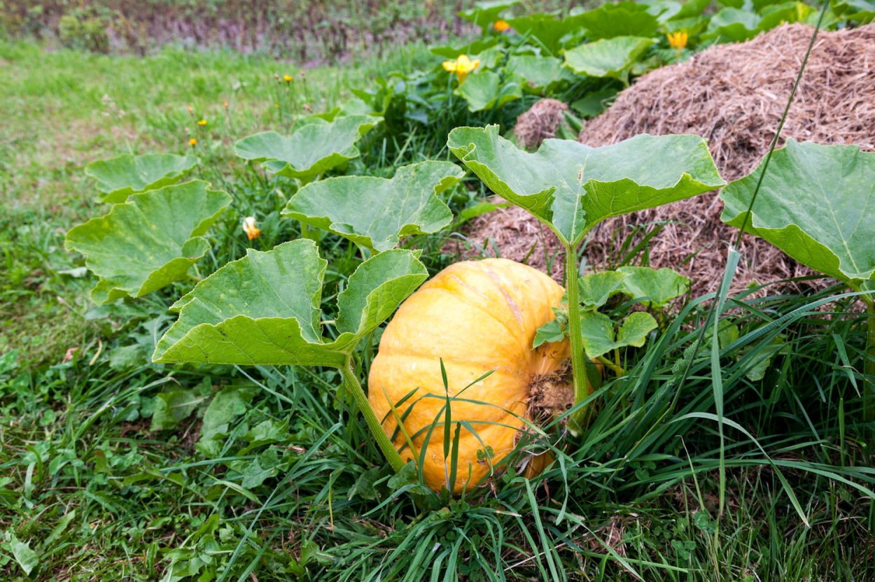 В огороде выросла большая тыква