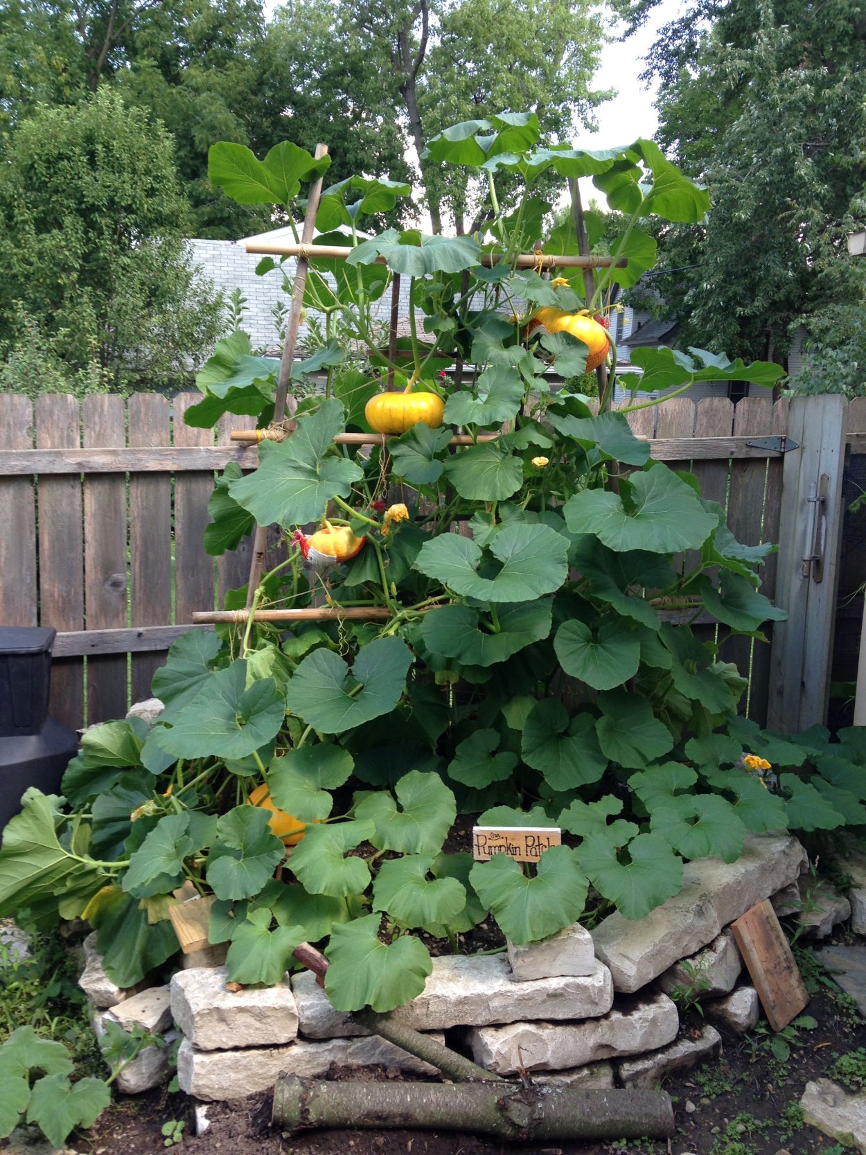 Грядка для кабачков