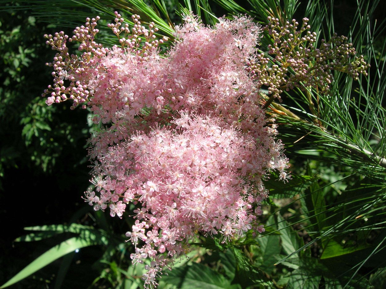 Лабазник белоголовник