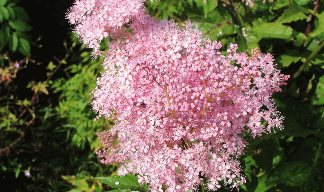 Спирея метельчатая