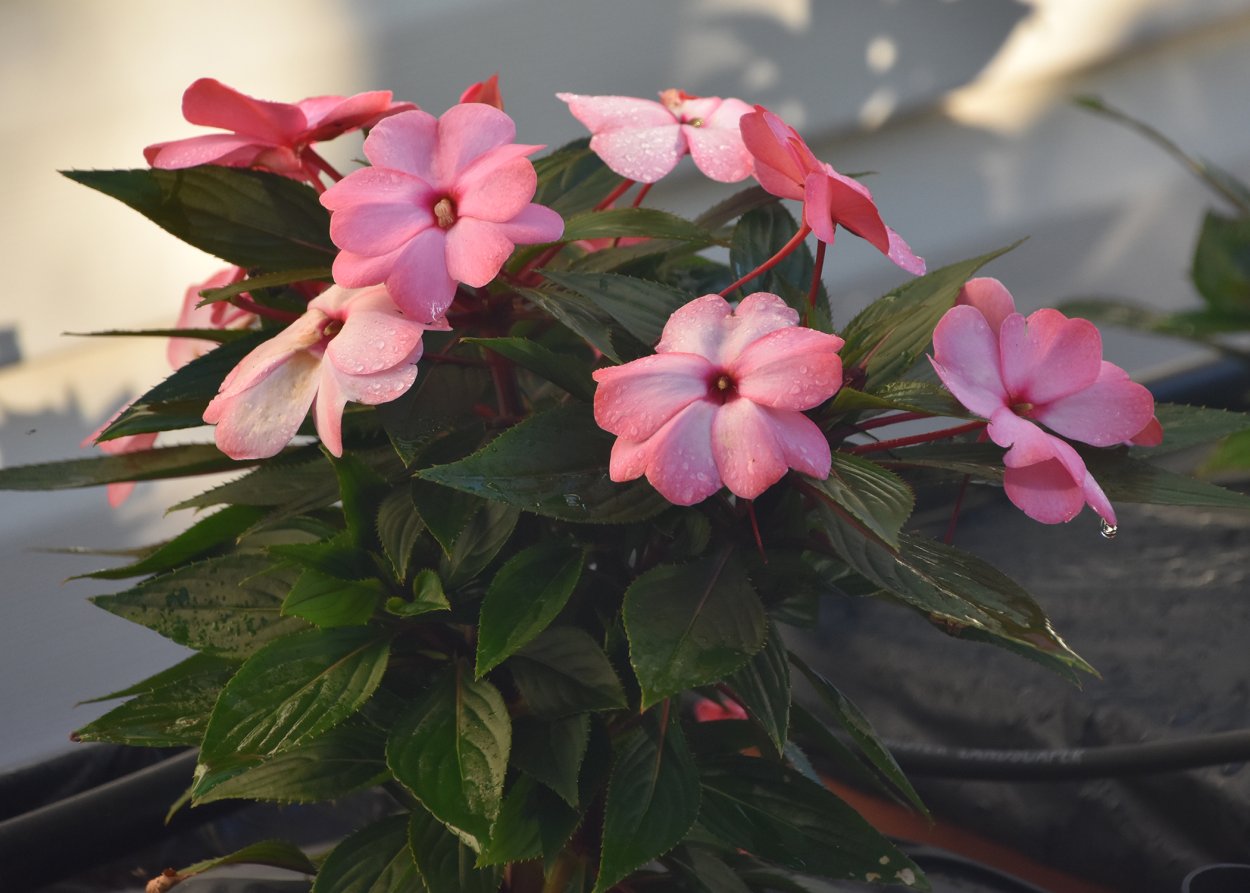 Бальзамин Петерса (Impatiens petersiana)