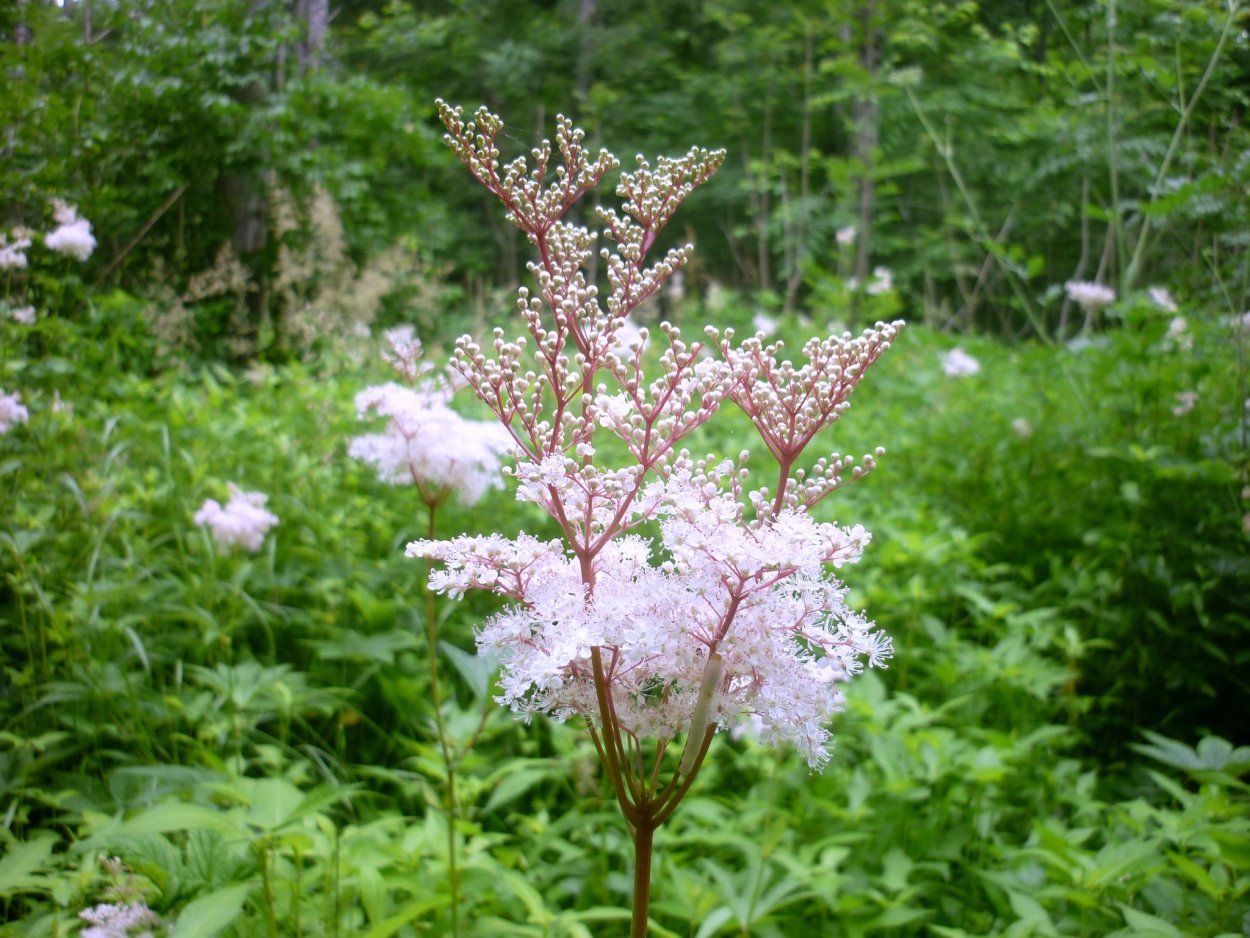 Спирея Альпийская