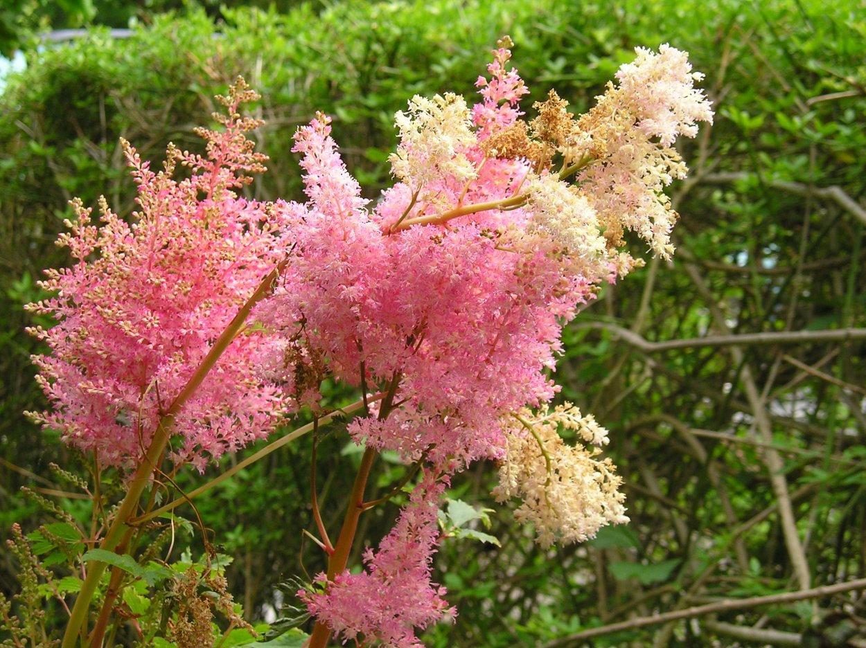 Спирея зверобоелистная