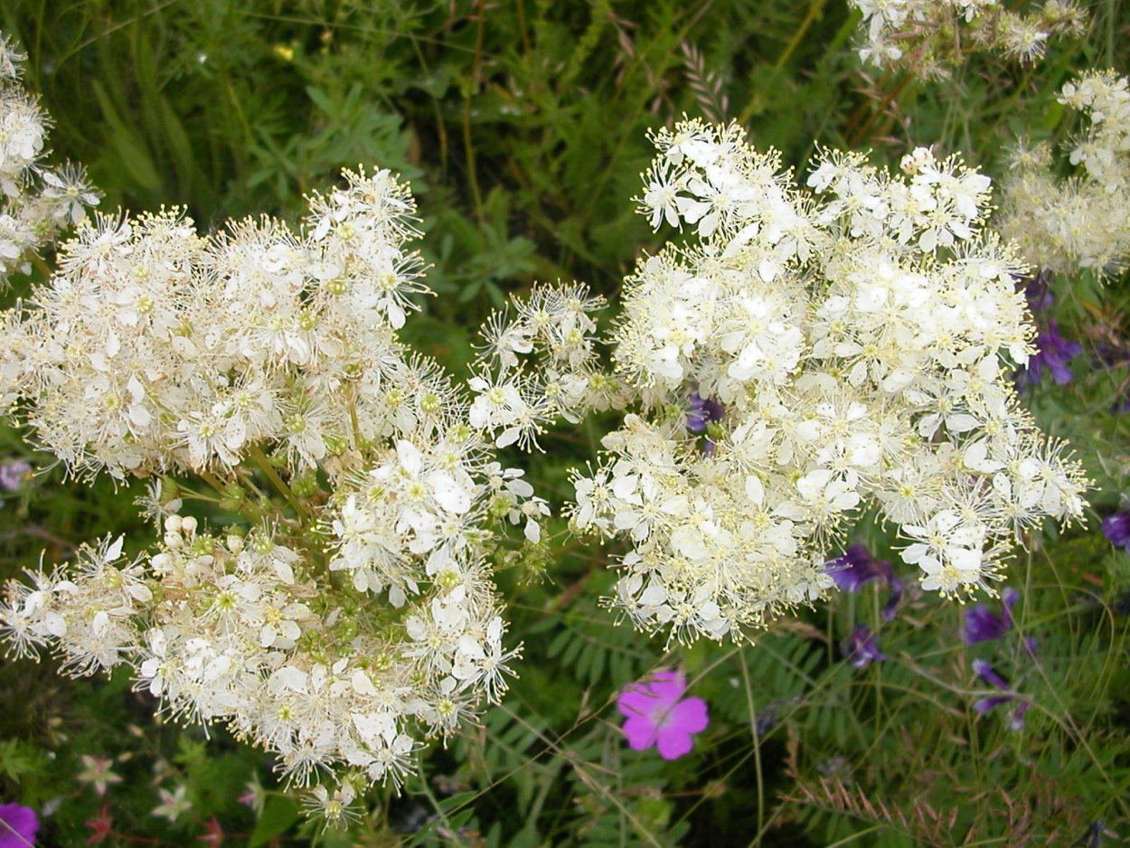 Спирея зверобоелистная Spiraea hypericifolia