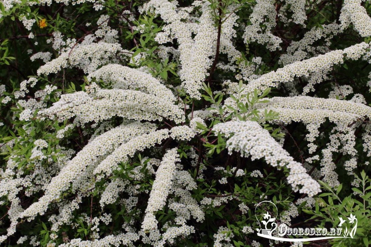 Лабазник вязолистный таволга