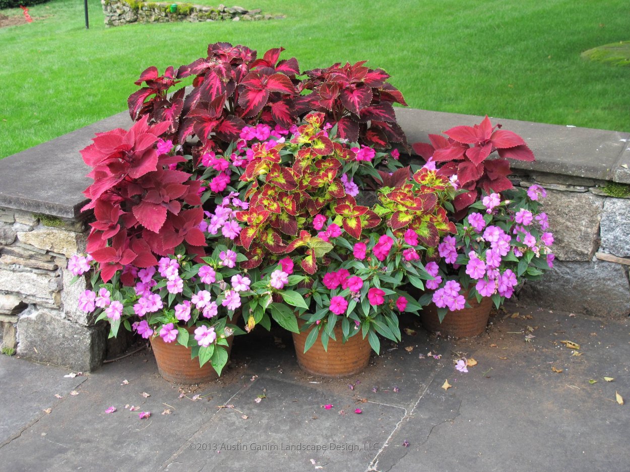 Колеус и катарантус