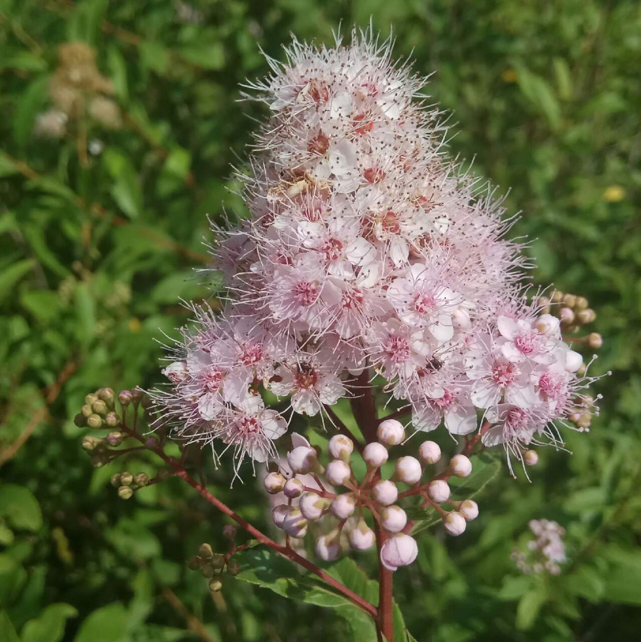 Спирея иволистная