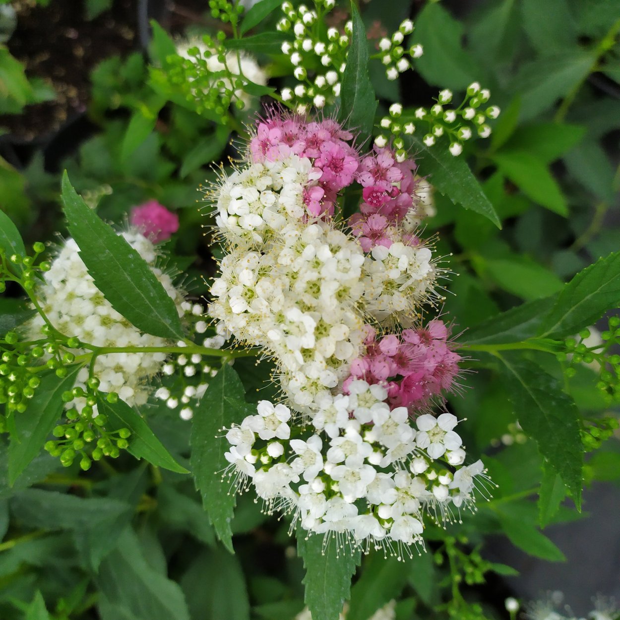 Спирея иволистная Альба