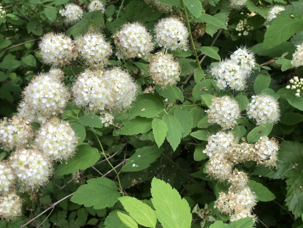 Леспедеца Лиана