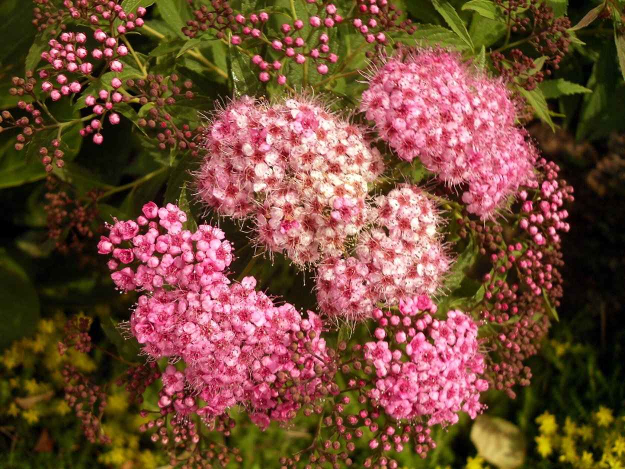 Спирея пепельная Грефшейм