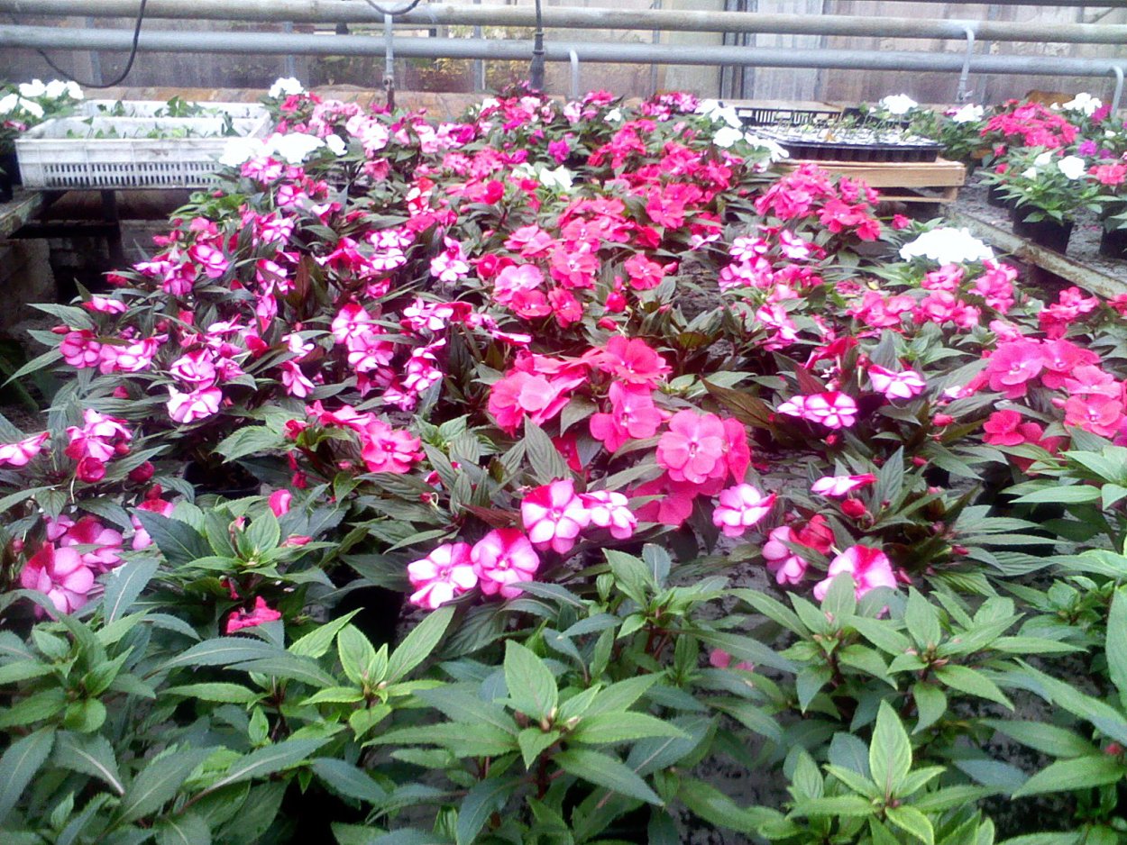 Бальзамин гибридный