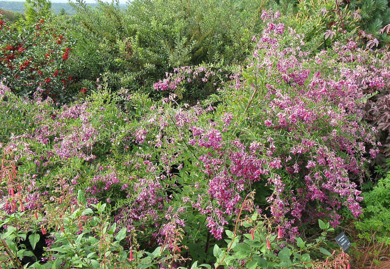 Спирея Вангутта (Spiraea vanhouttei)