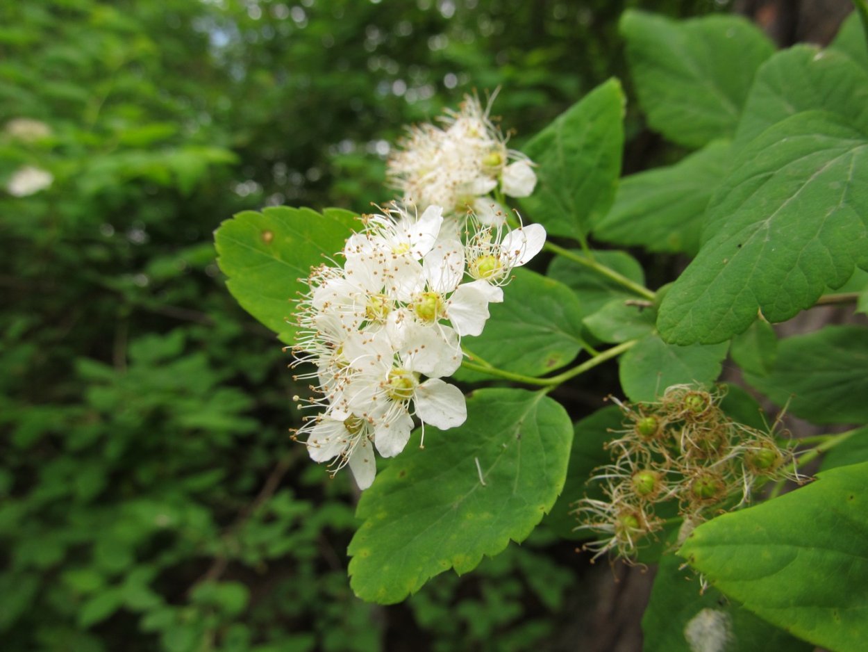 Спирея ниппонская