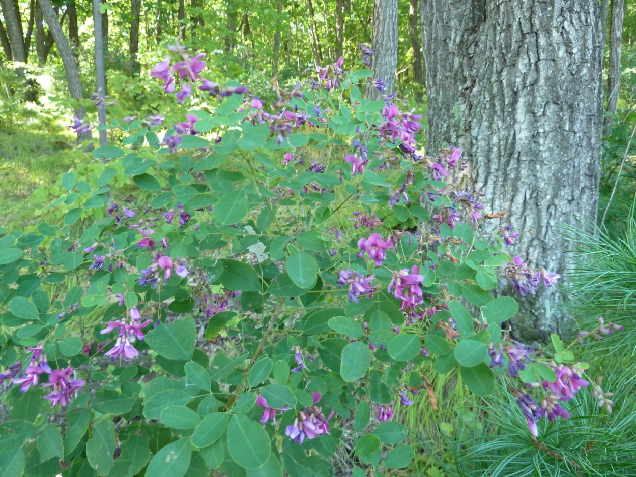 Спирея Уссурийская