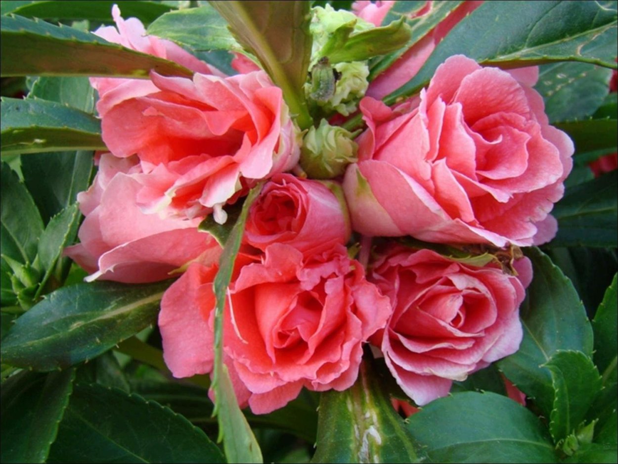 Бальзамин садовый Камелия