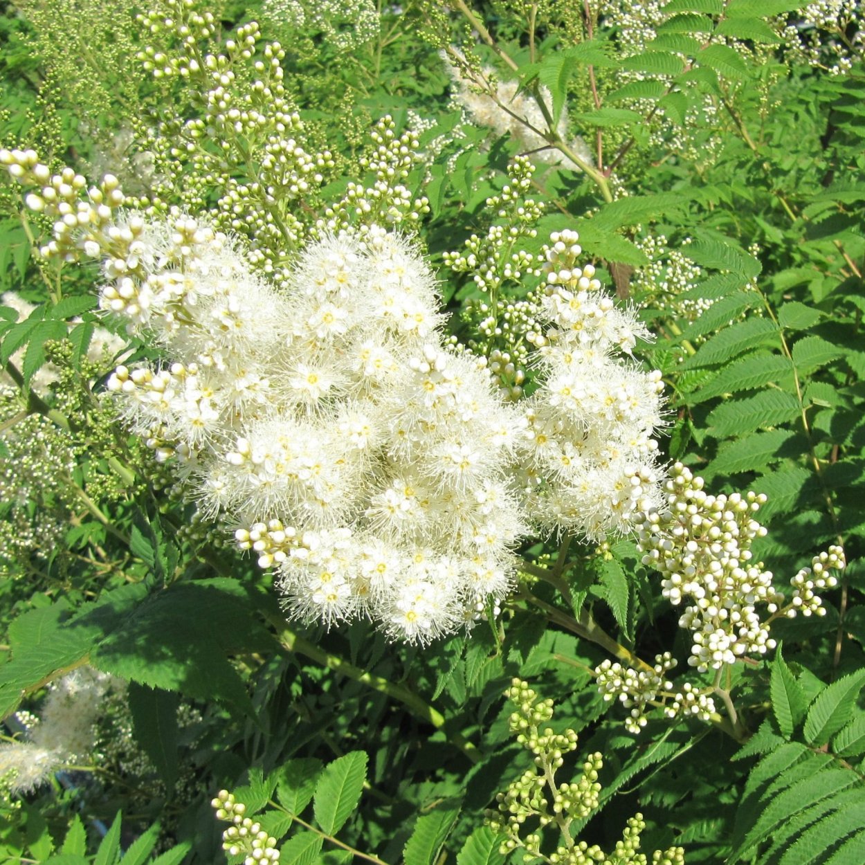 Спирея Бумальда метельчатая