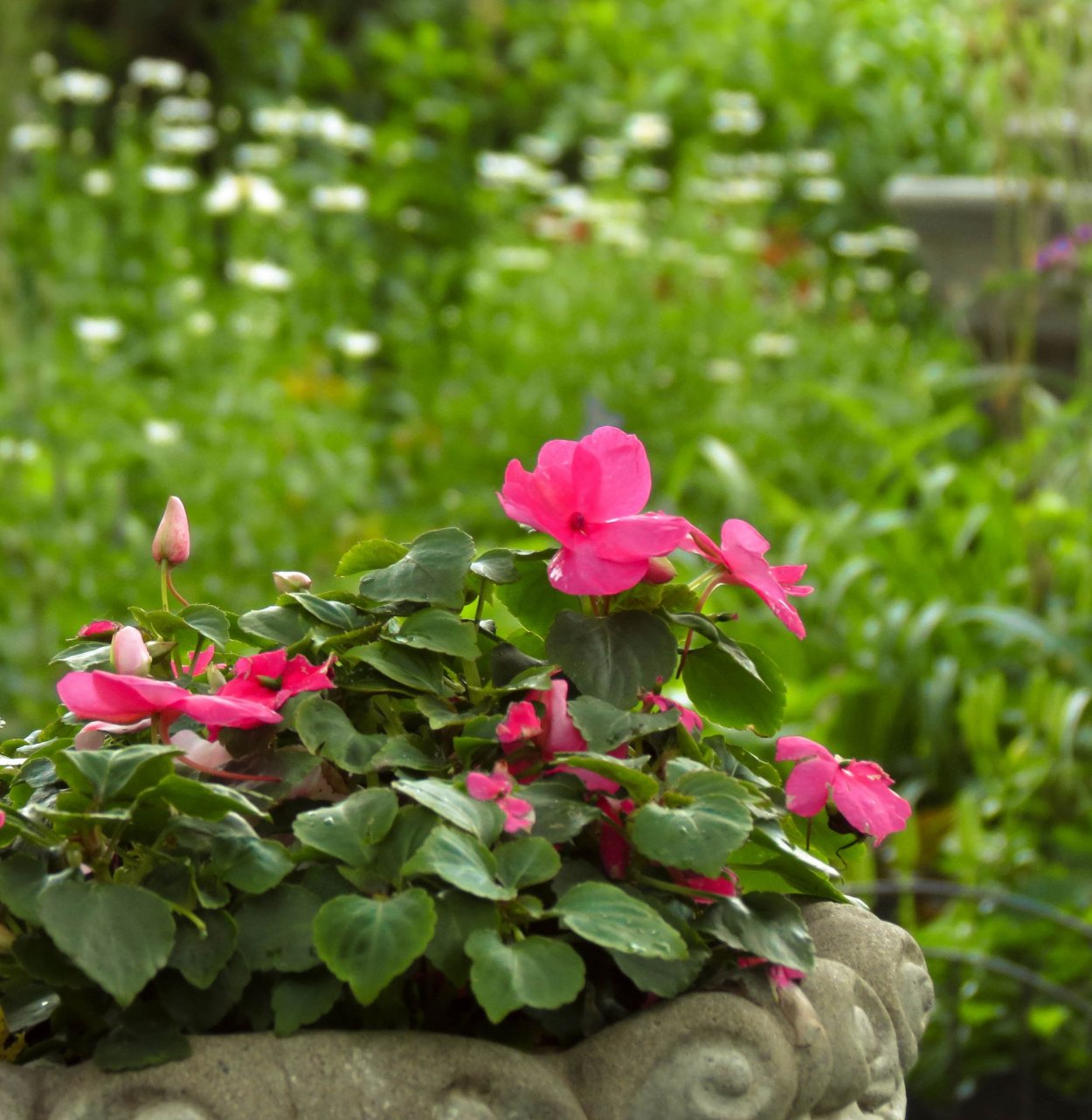 Бальзамин импатиенс