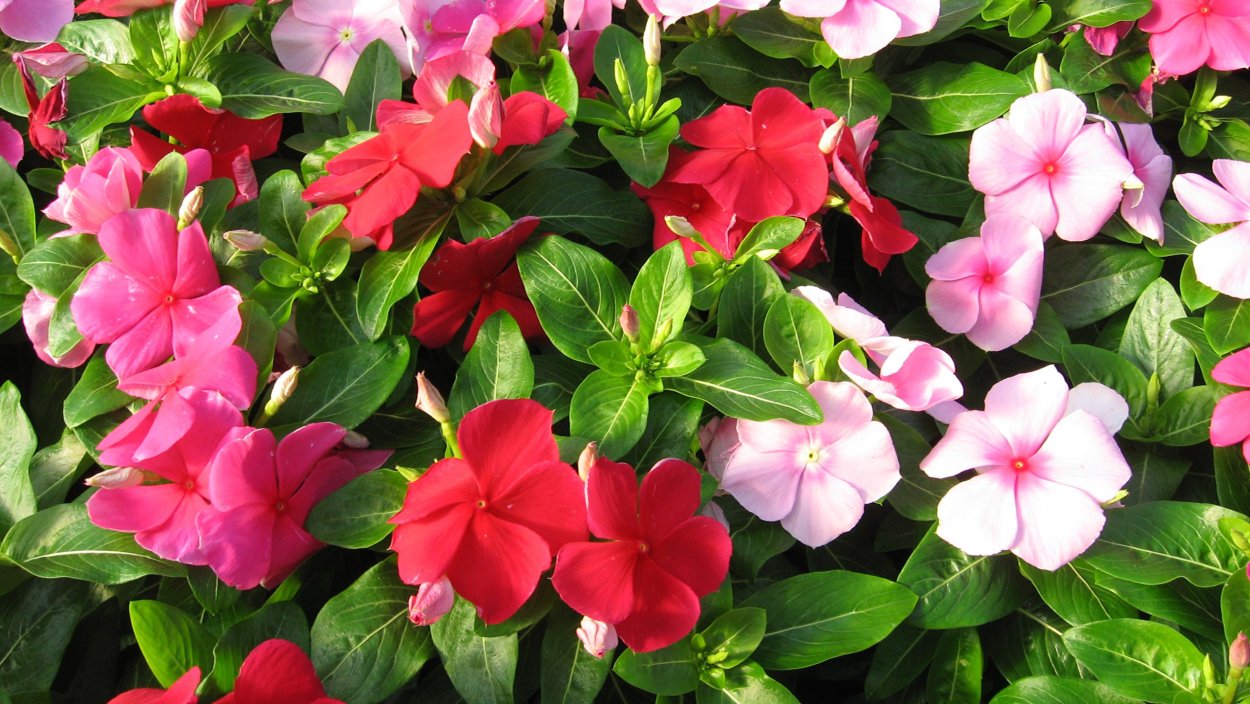 Барвинок катарантус