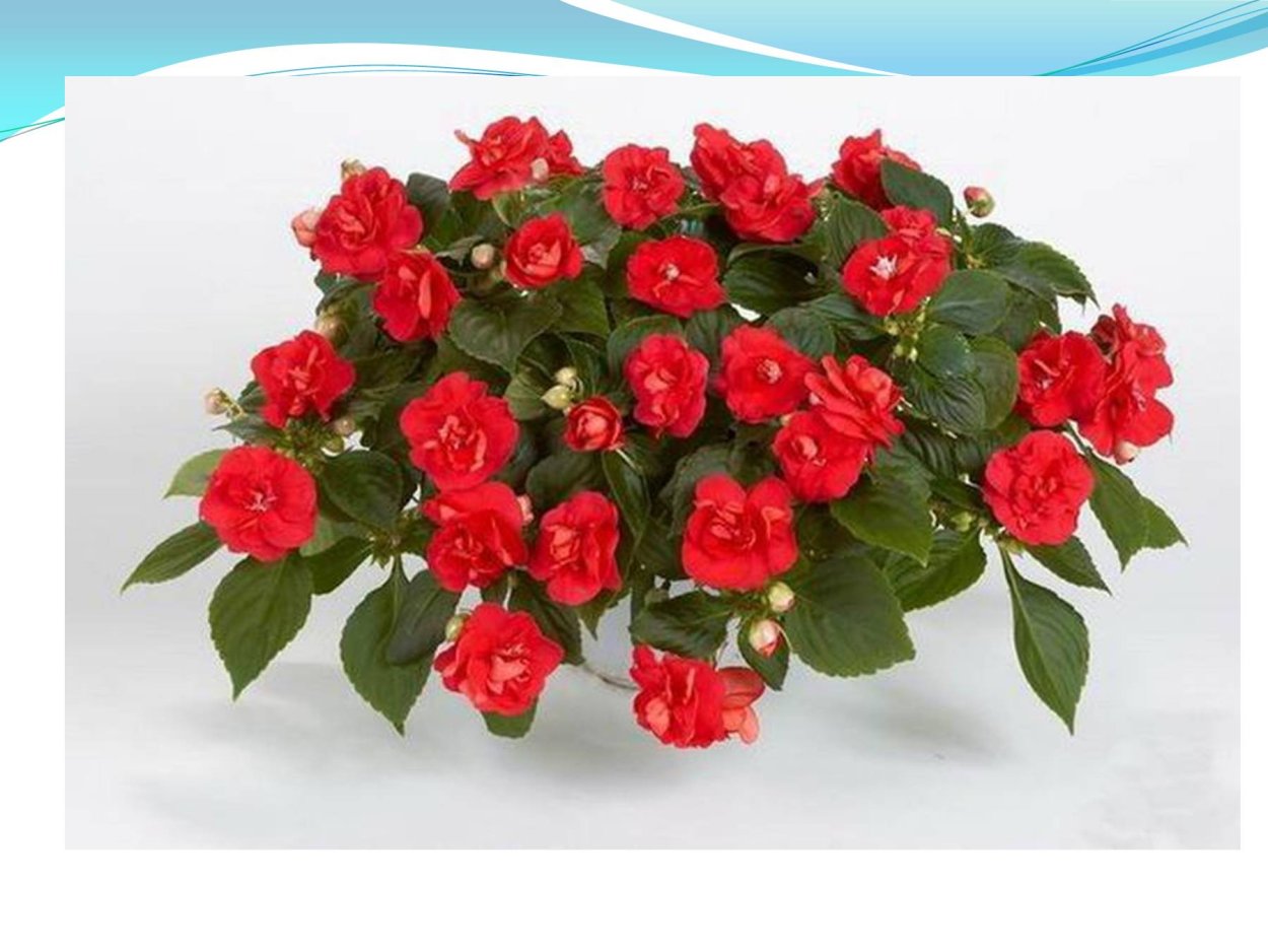 Бальзамин огонек