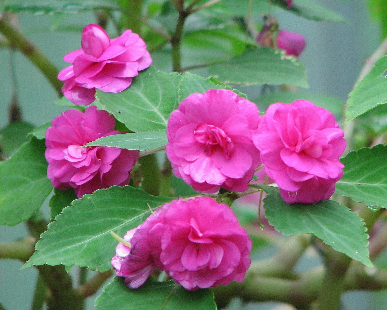 Бальзамин Цветущий розочками