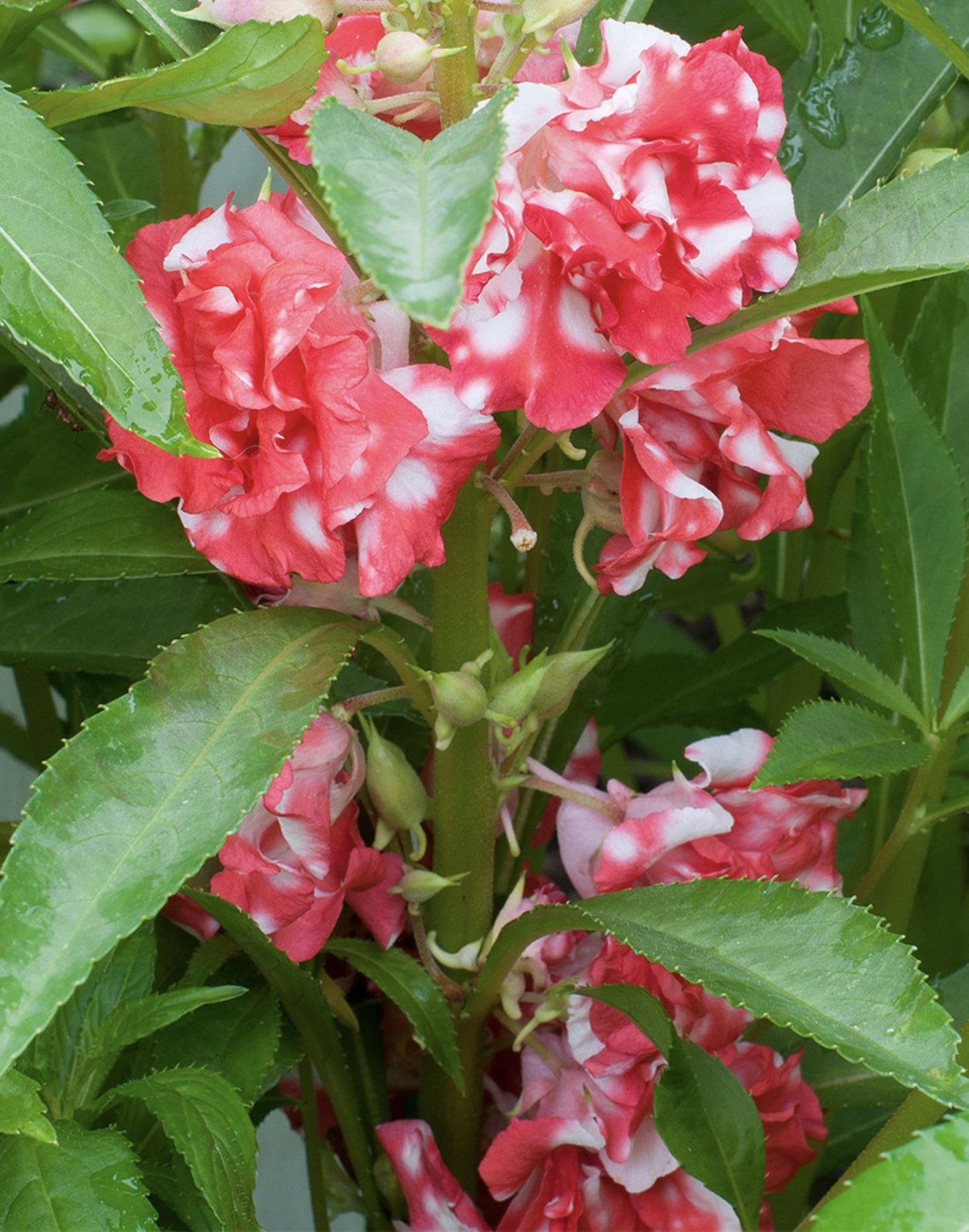 Бальзамин Пепперминт