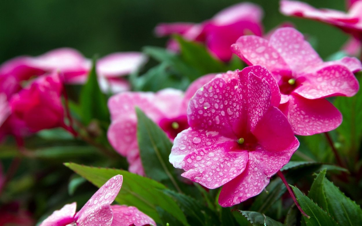 Бальзамин Luna Pink