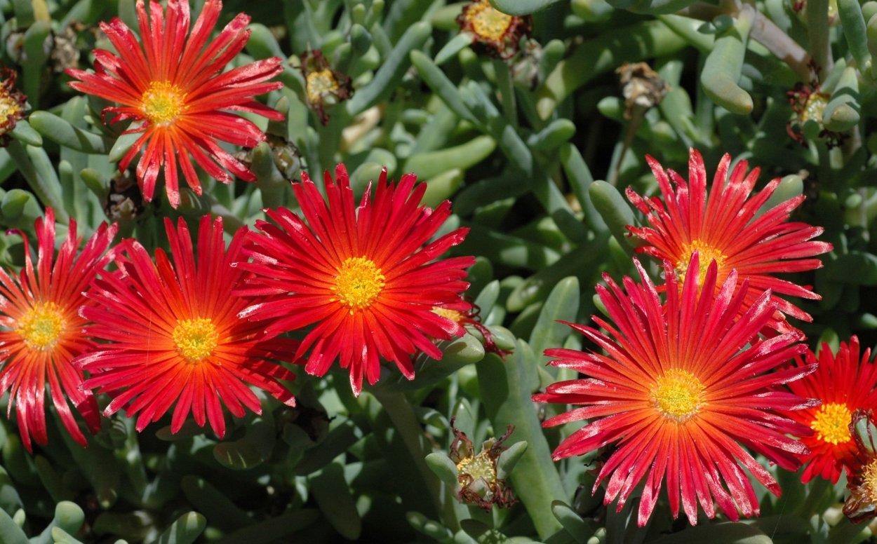 Lampranthus roseus