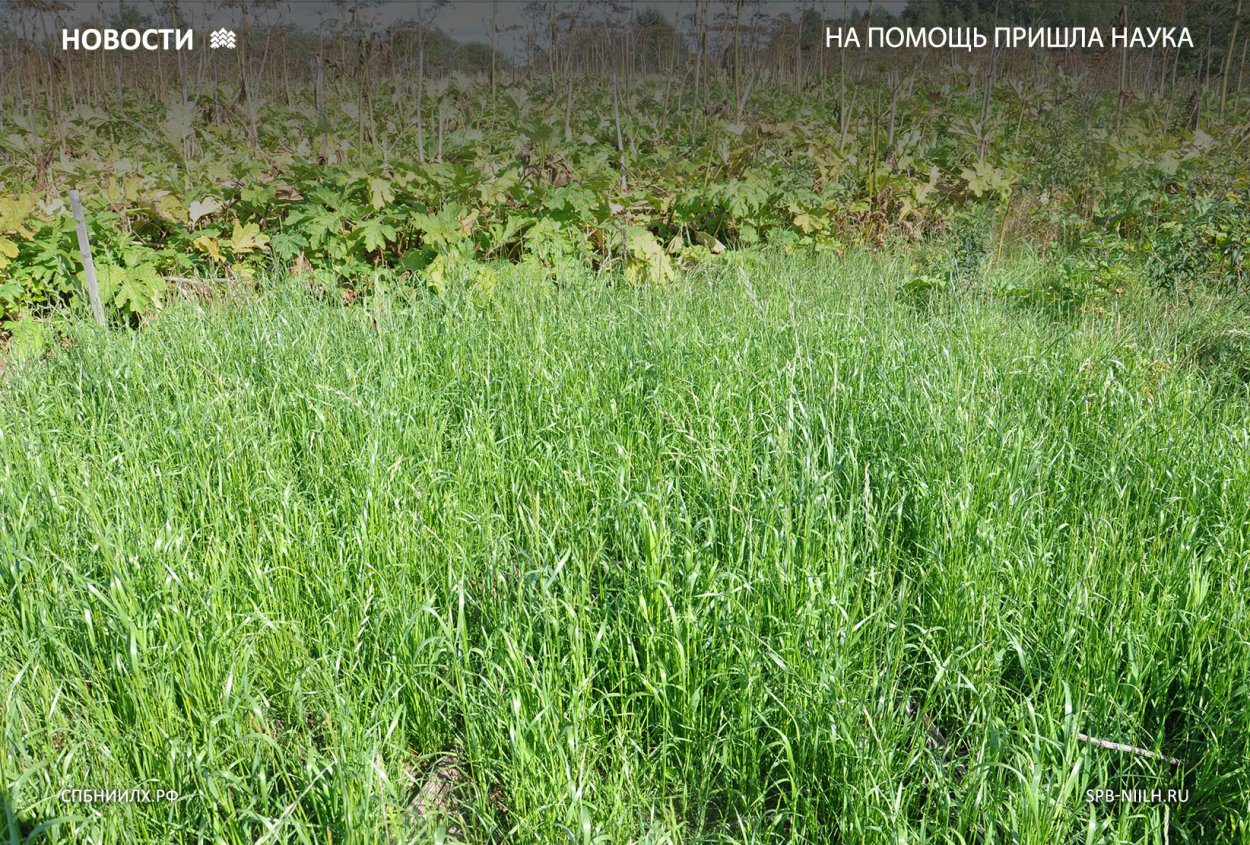 Полевица овсяная