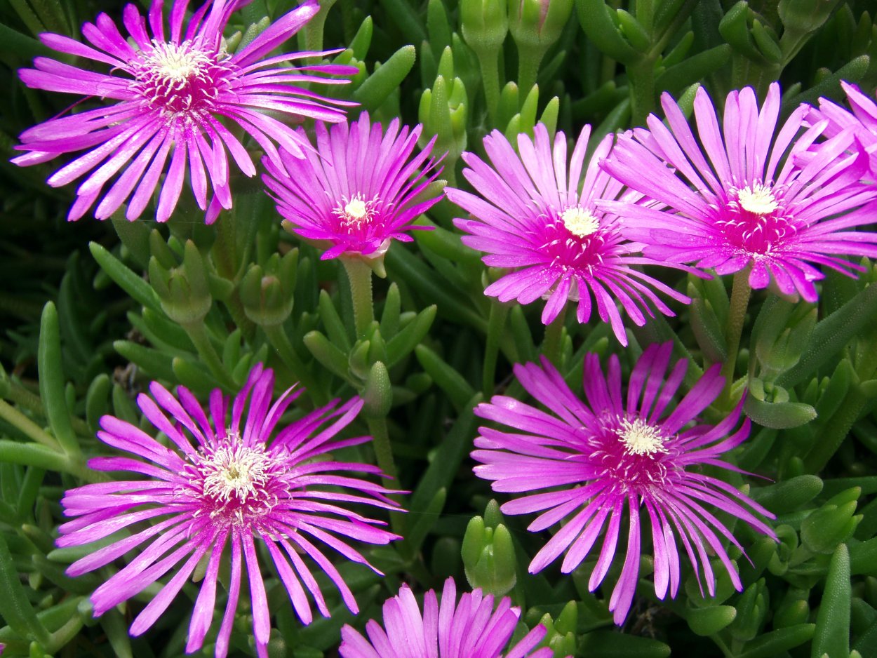 Lampranthus roseus