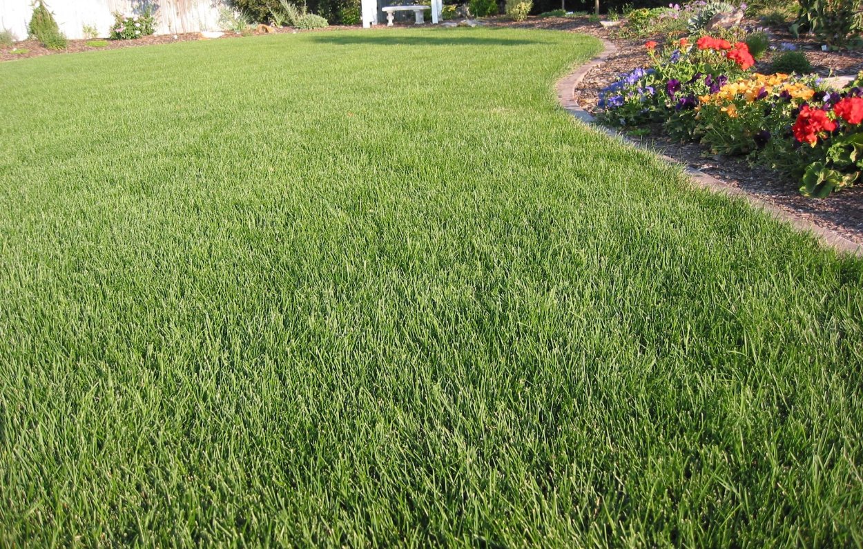 Газон Полевица 30г