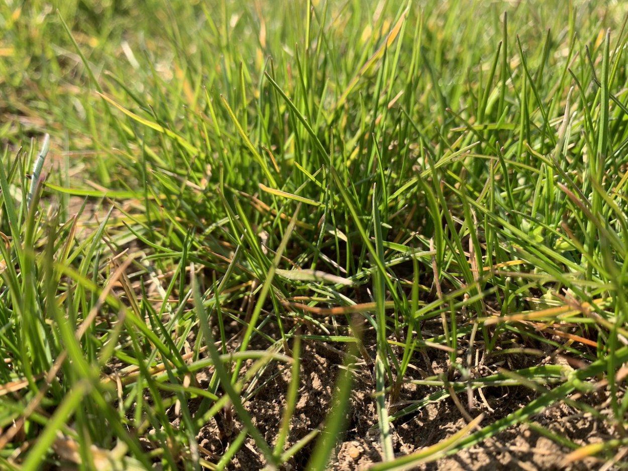 Полевица Триниуса