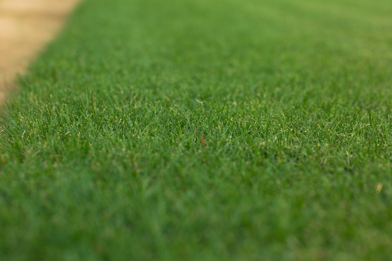 Газон Гном Грас