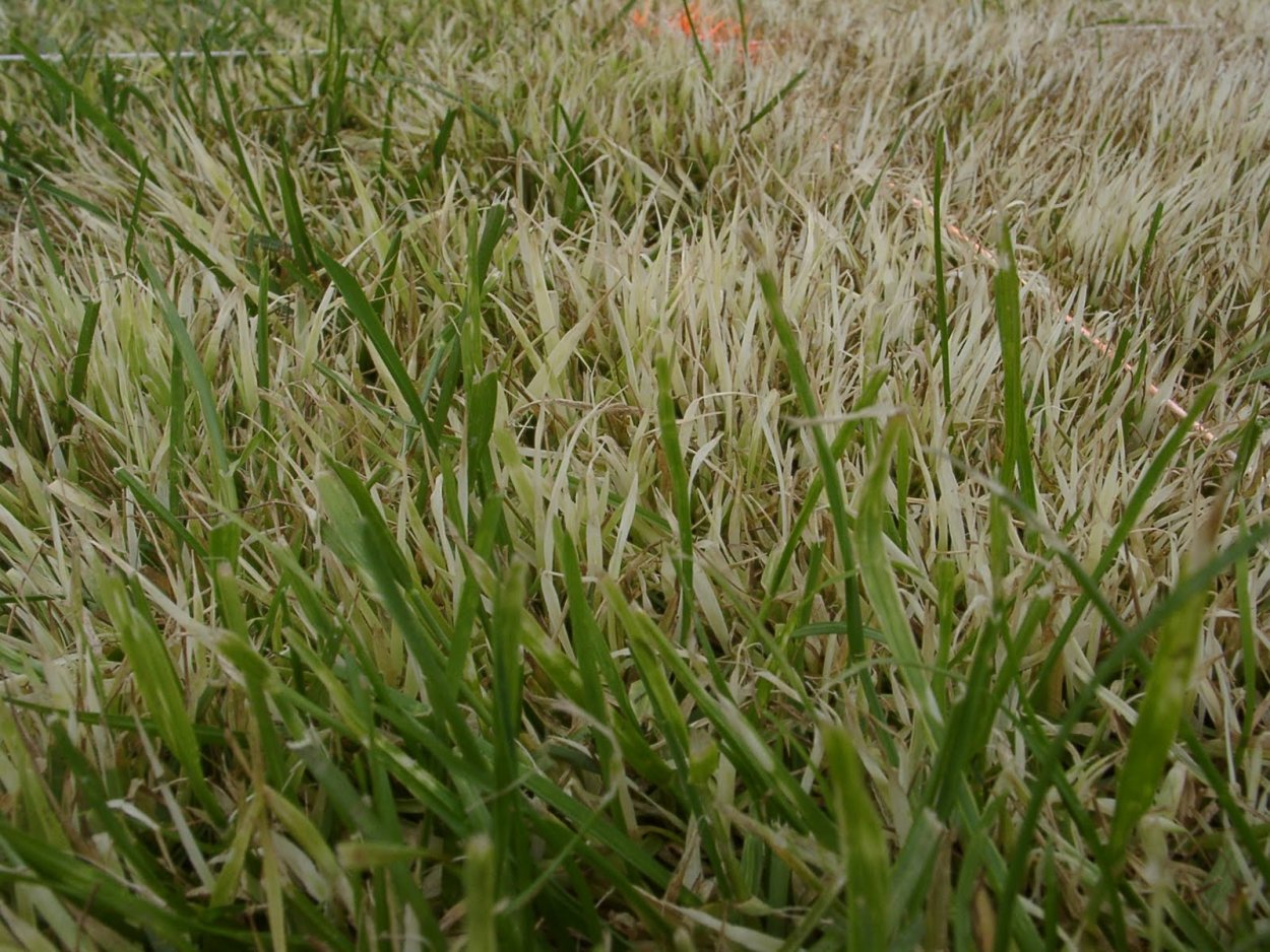 Победица побеганосная