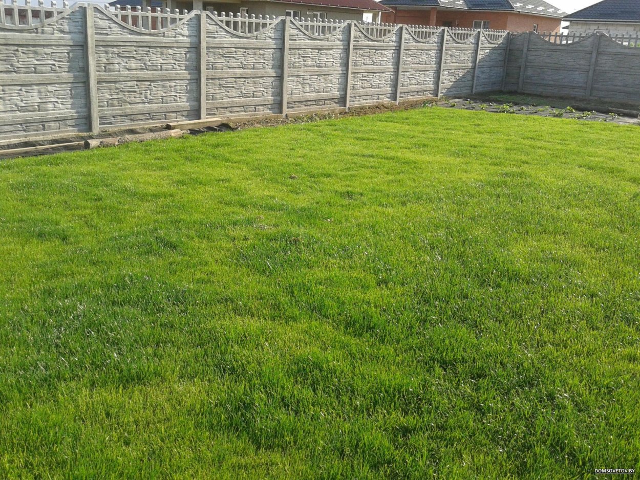 Трава Полевица побегоносная