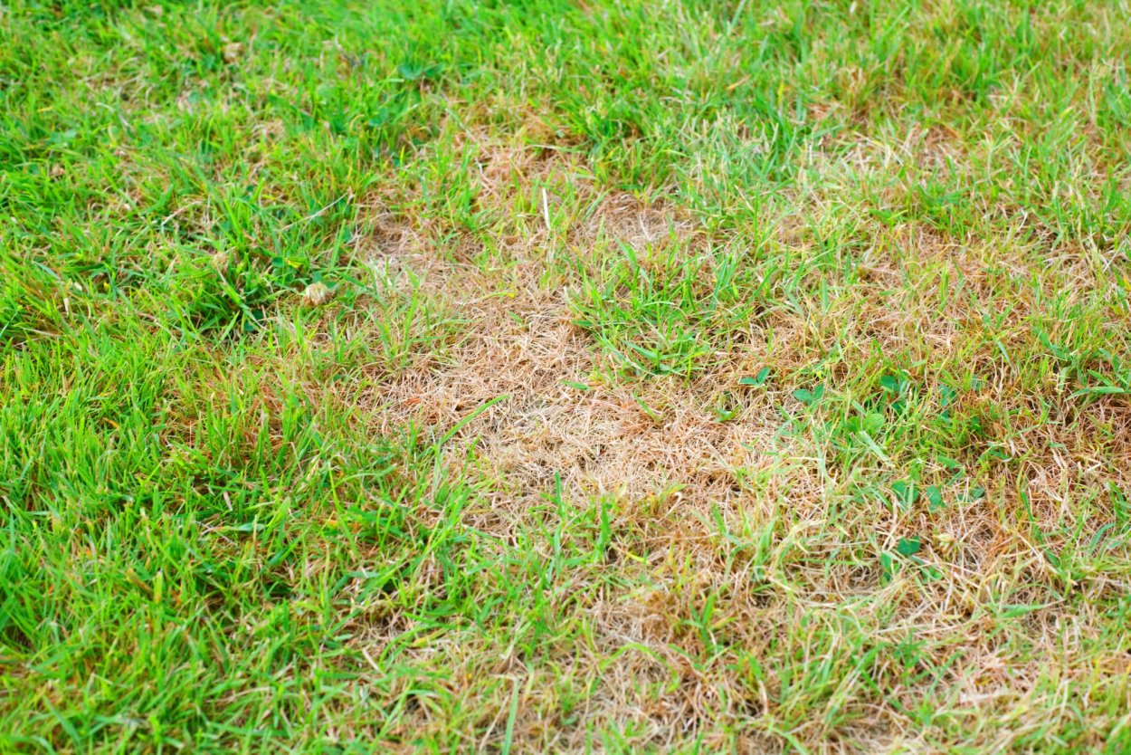 Овсяница побегоносная