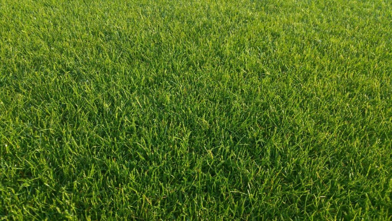 Газон Полевица 30г