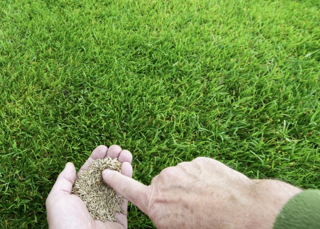 Газонная трава низкорастущий газон мини Грин контент 4011239042613