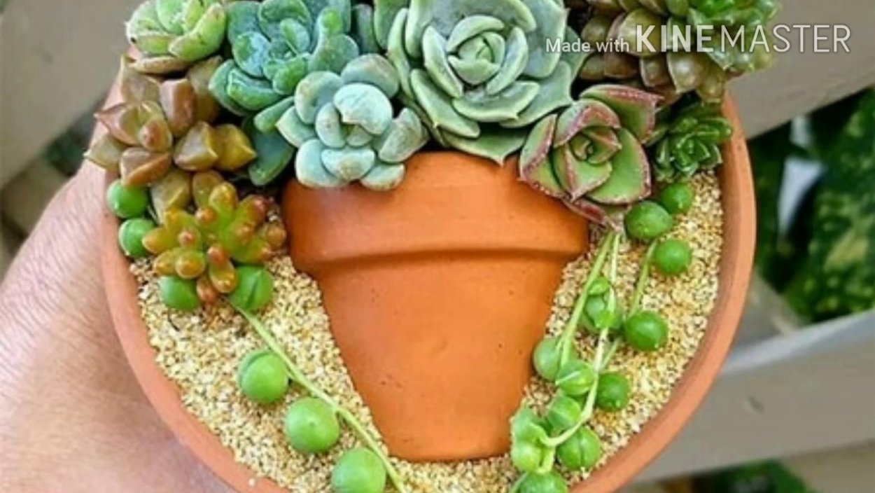 Суккуленты в волосах